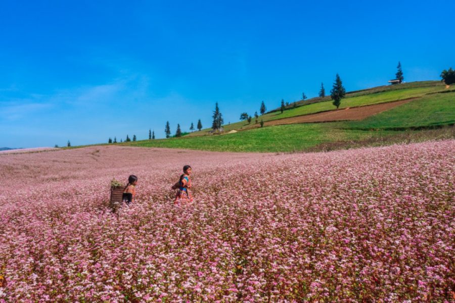 Chạy trốn bộn bề, về với non cao | Sài Gòn – Hà Giang – Đồng Văn – Lũng Cú | 5 Ngày 4 Đêm