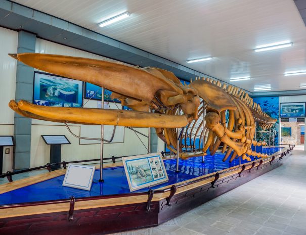 NHA TRANG, VIETNAM - JANUARY 16, 2017: A whale skeleton at the National Oceanographic Museum of Vietnam. The museum offers interesting exhibits of local marine life, including over 20,000 specimens.; Shutterstock ID 561998515; purchase_order: -; job: -; client: -; other: -