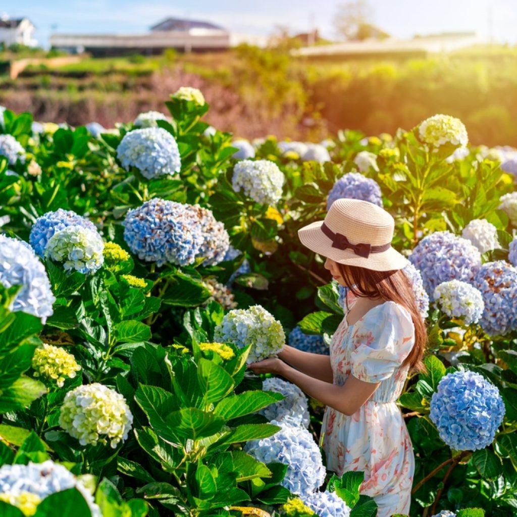 Vườn hoa cẩm tú cầu, Đà Lạt