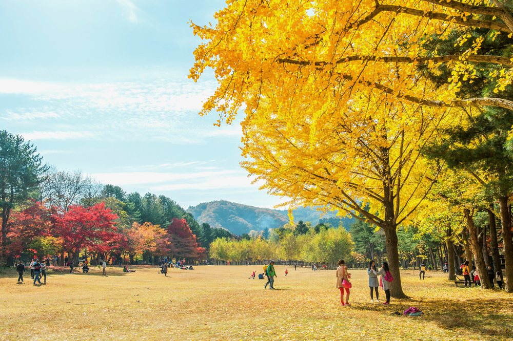 Hàn Quốc 6N5Đ | Hà Nội – Busan-  Seoul – Nami