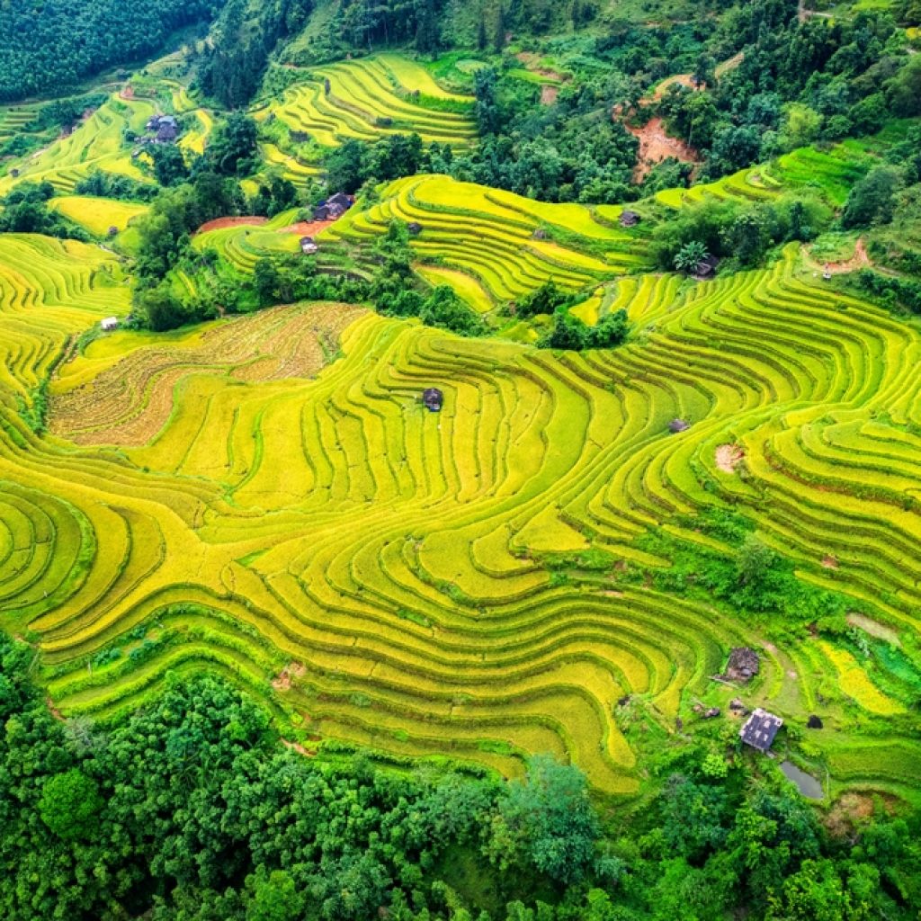 Ruộng lúa vàng mùa gặt ở Hà Giang