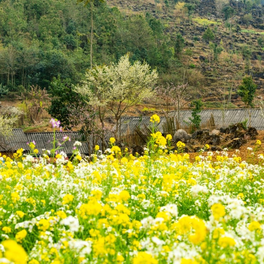 Cánh đồng hoa cải ở Hà Giang