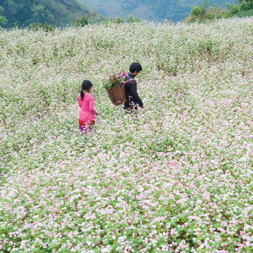 Cánh đồng hoa tam giác mạch Hà Giang
