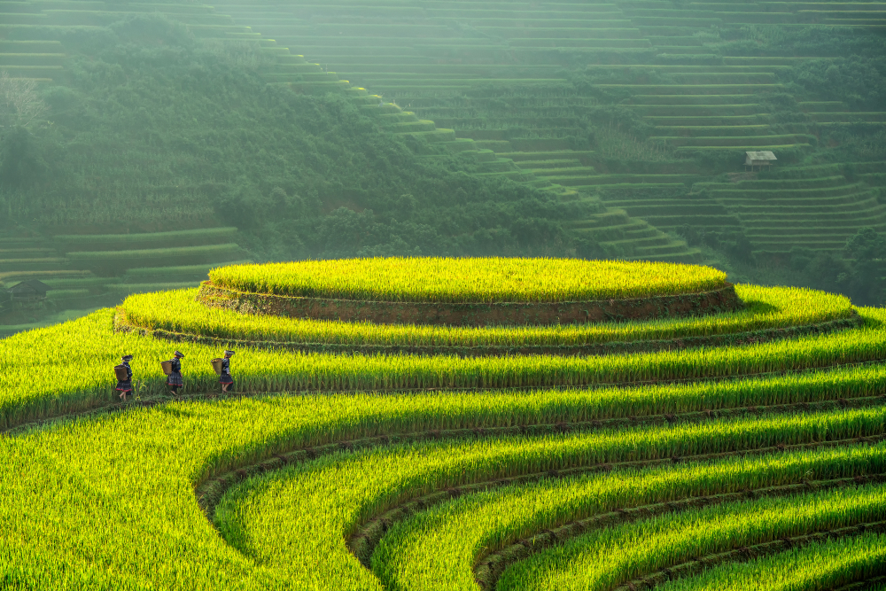 MÙ CANG CHẢI – ĐÈO KHAU PHẠ – TÚ LỆ 2N1Đ
