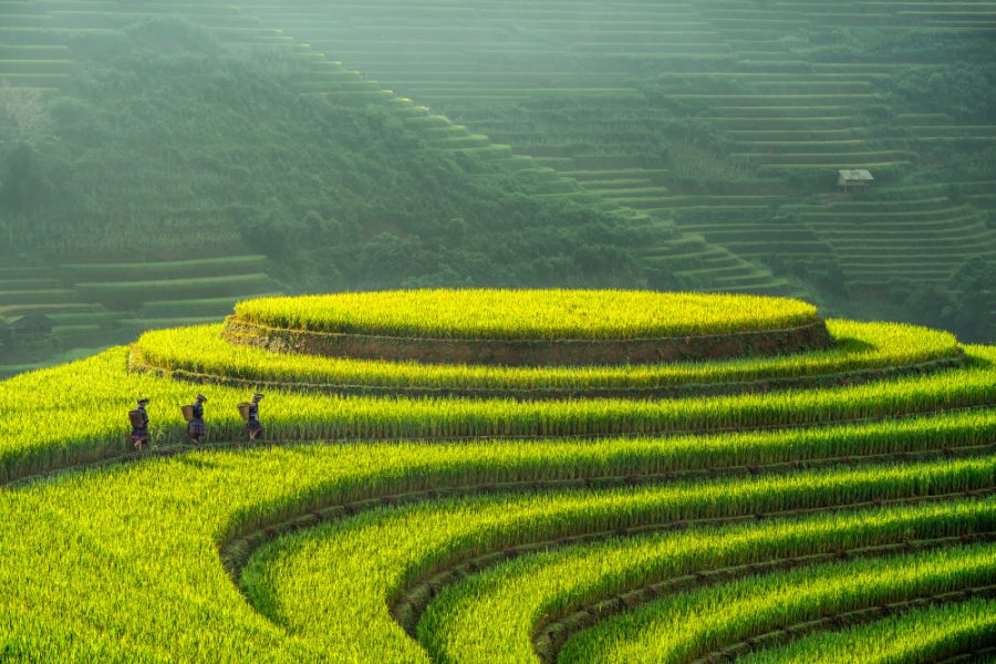 MÙ CANG CHẢI – ĐÈO KHAU PHẠ – TÚ LỆ 2N1Đ