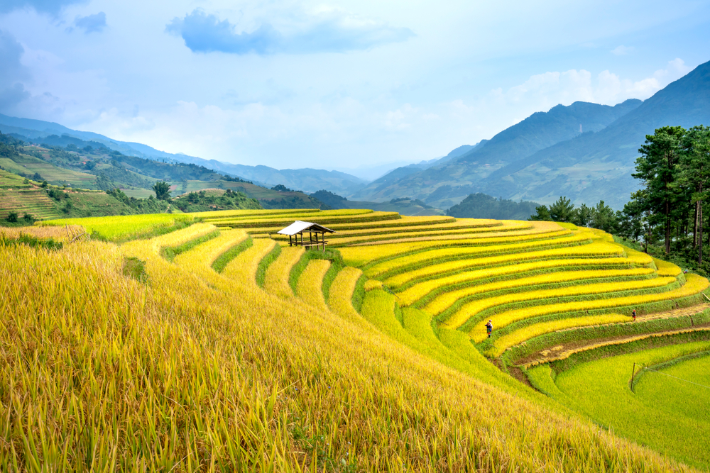 MÙ CANG CHẢI – ĐÈO KHAU PHẠ – TÚ LỆ 2N1Đ