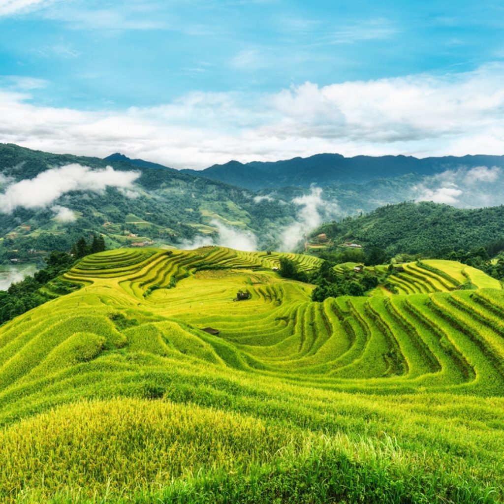 Ruộng bậc thang Hà Giang vào mùa gặt