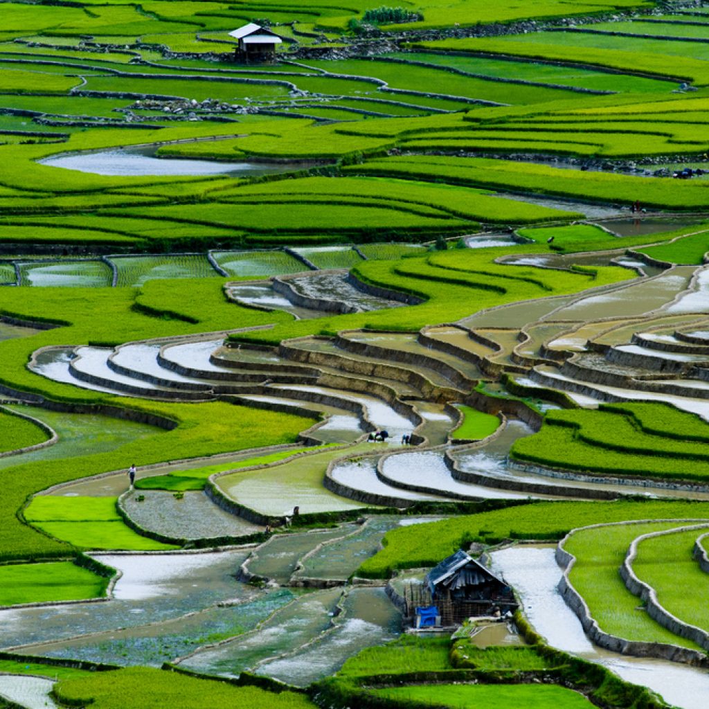 Ruộng bậc thang ở Sapa mùa nước đổ