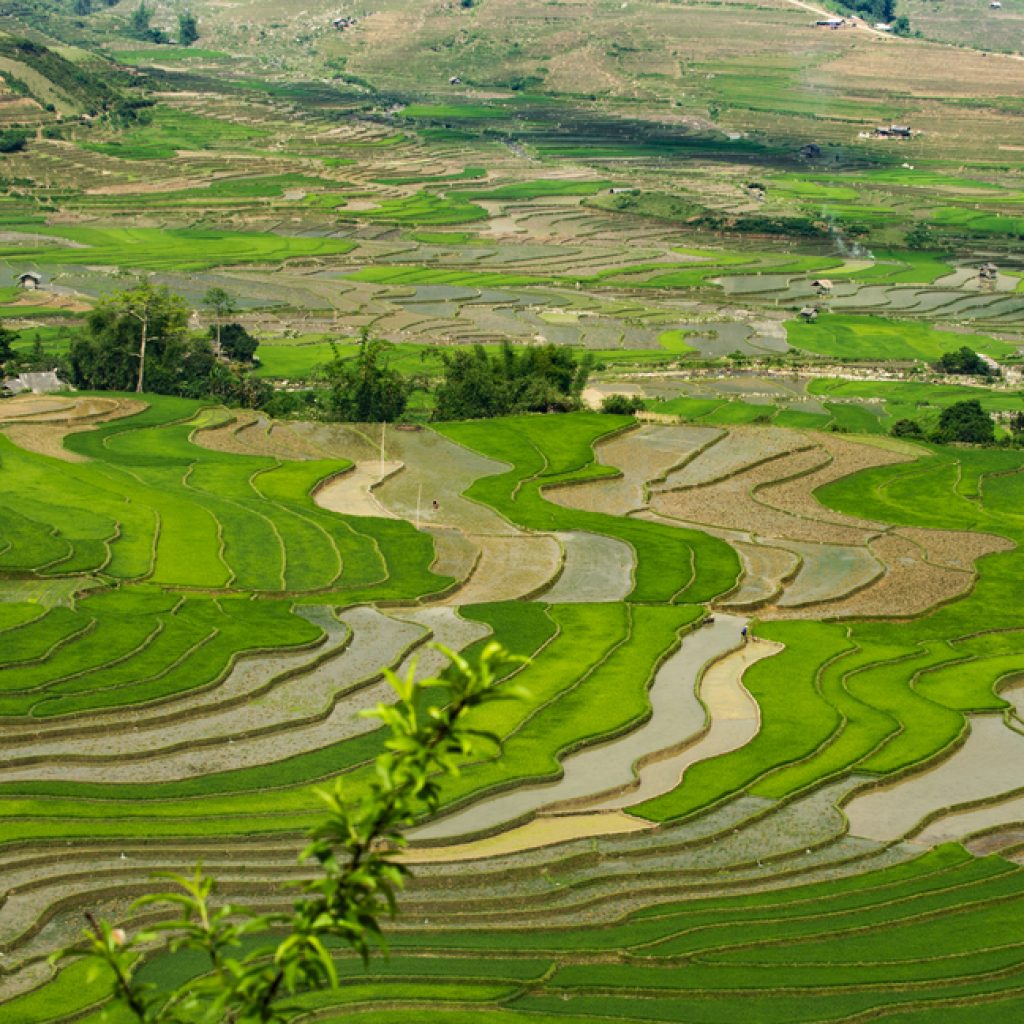 Ruộng bậc thang Sapa mùa nước đổ