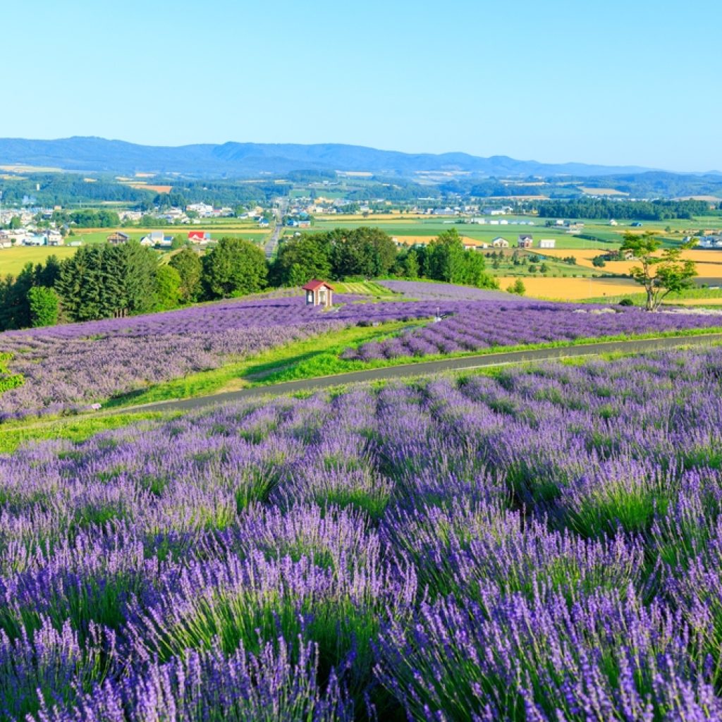 Cánh đồng hoa oải hương ở Furano, Hokkaido