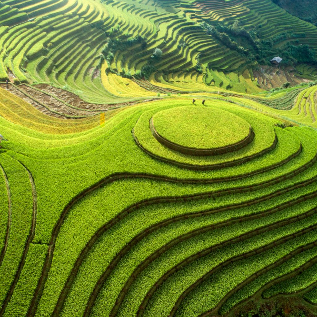 Ruộng bậc thang ở đồi Mâm Xôi, Mù Cang Chải