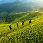 Cẩm nang du lịch Mù Cang Chải 2026: Thời điểm, điểm đến và lịch trình