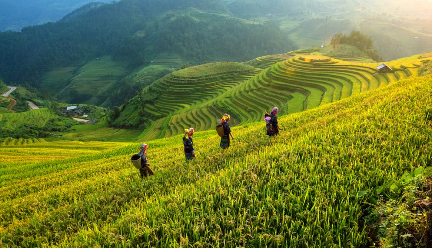 Cẩm nang du lịch Mù Cang Chải 2026: Thời điểm, điểm đến và lịch trình