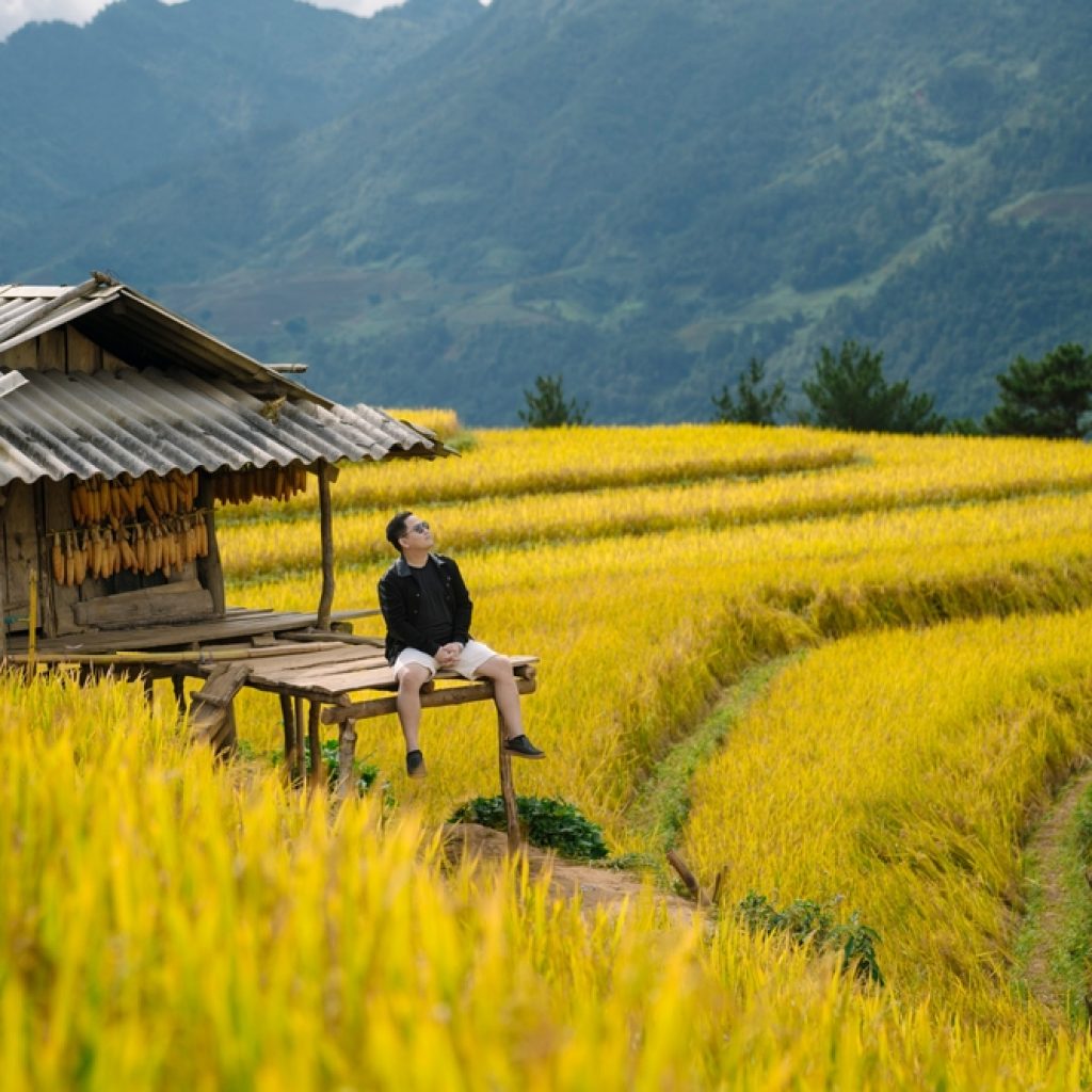 Ruộng bậc thang mùa lúa chín ở mù Cang Chải
