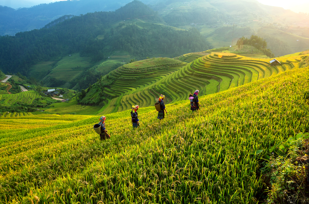 Cẩm nang du lịch Mù Cang Chải 2026: Thời điểm, điểm đến và lịch trình