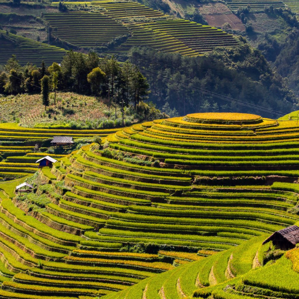 Ruộng bậc thang ở Mù Cang Chải