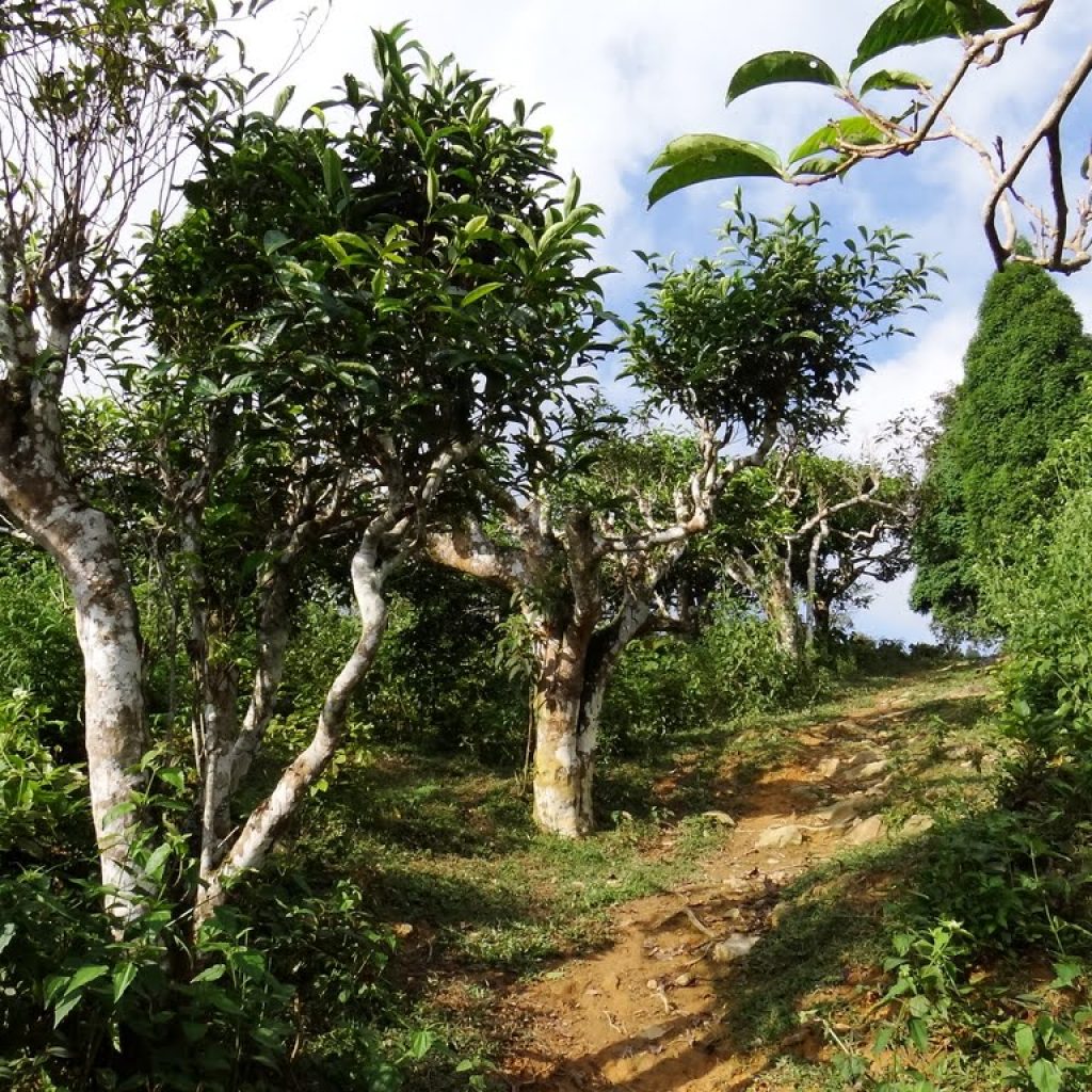 Cây chè shan tuyết trên Tà Xùa