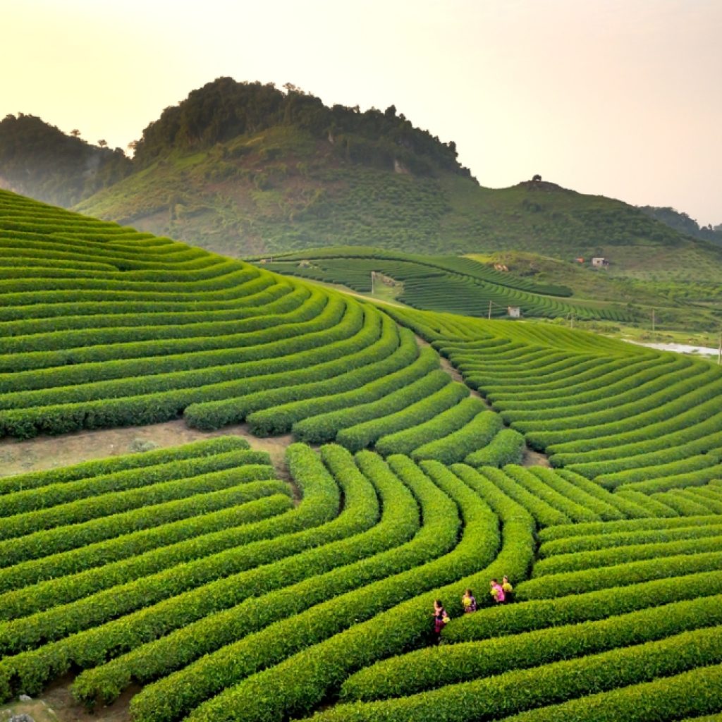 Đồi chè ở cao nguyên Mộc Châu