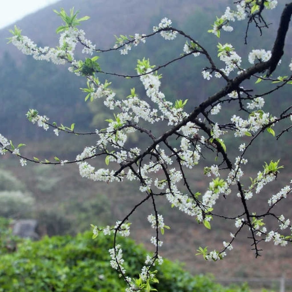 Sắc trắng hoa mận