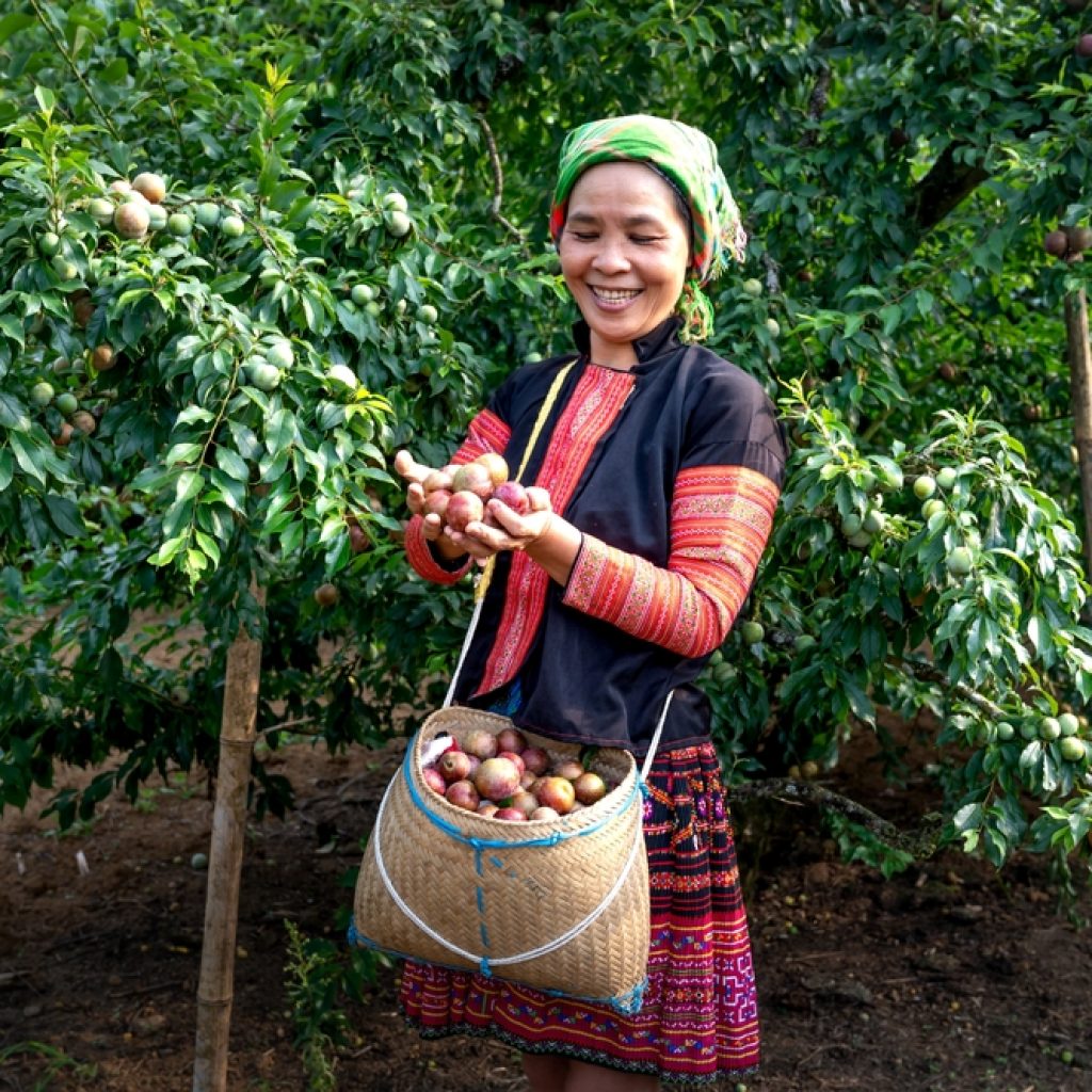 Mận Mộc Châu vào mùa thu hoạch