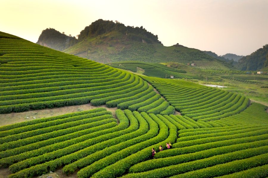 Hà Nội – Mộc Châu 2N1Đ