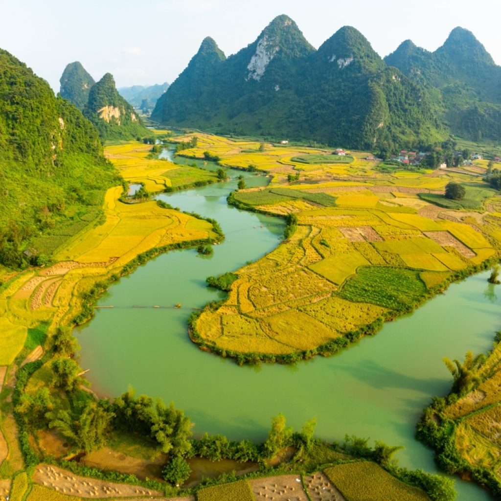 Ruộng lúa chín ven sông tại Phong Nậm