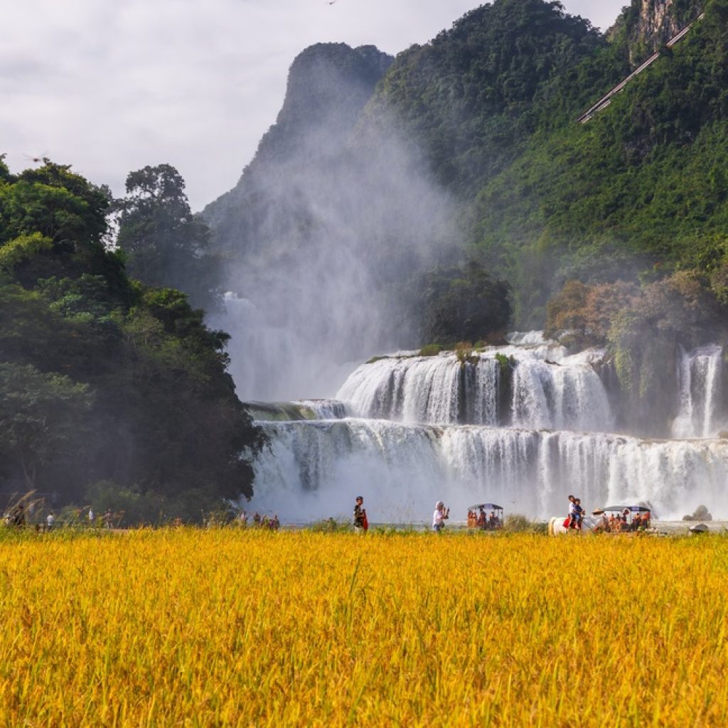 Thác Bản Giốc và ruộng lúa chín vàng