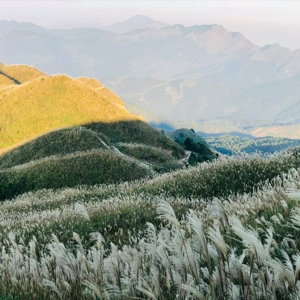 Đồi cỏ lau Bình Liêu