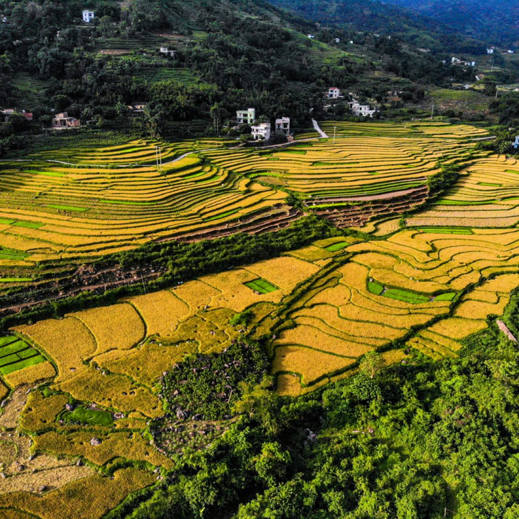 Ruộng bậc thang Bình Liêu mùa lúa chín