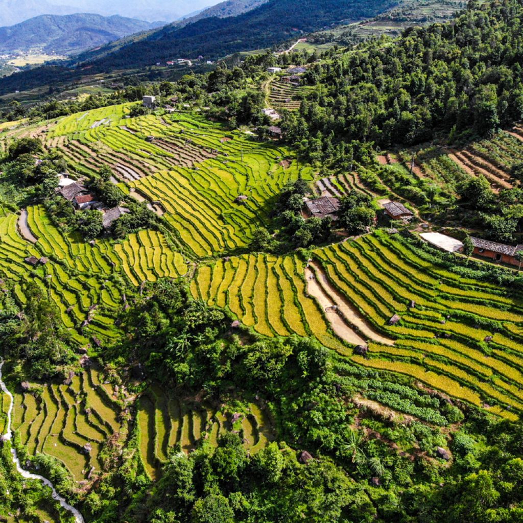 Ruộng bậc thang Bình Liêu vào mùa lúa chín