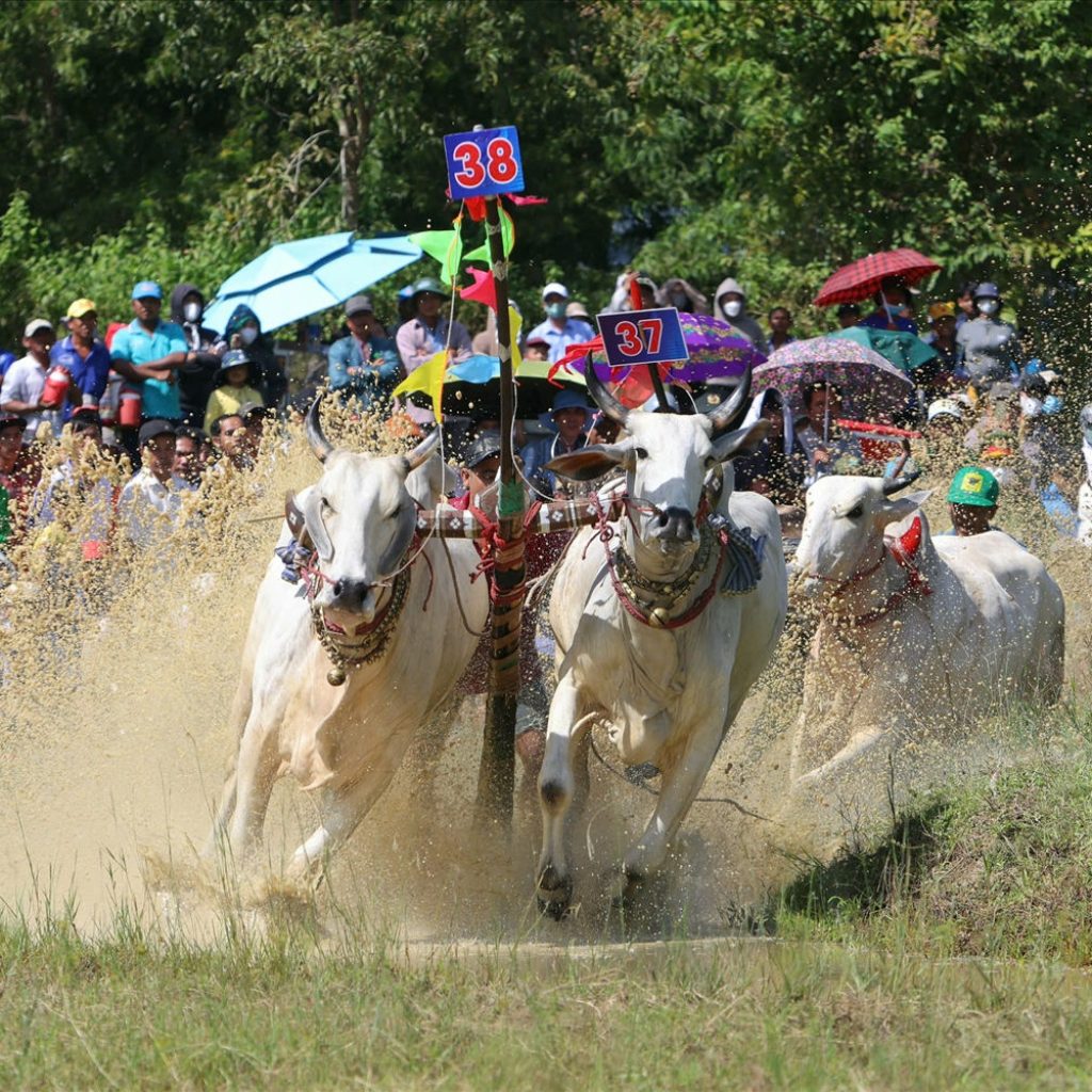 Hội đua bò truyền thống của đồng bào dân tộc Khmer 