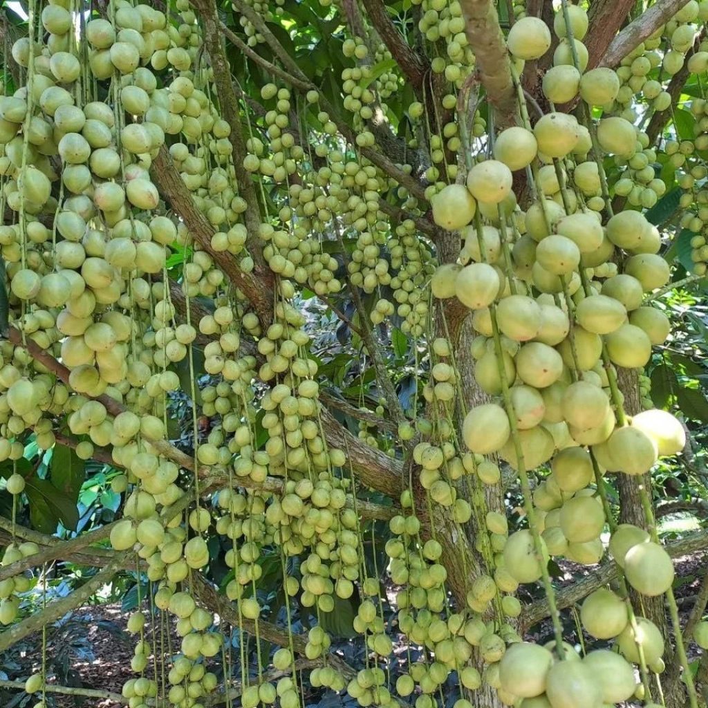 Miệt vườn sai trĩu quả 